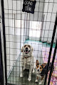 Pet boarding services The Farm Dog Inn Bed And Barkfast in Jonesboro in Indiana