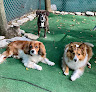 Pet boarding services The Fetchington in West Chester Township in OH