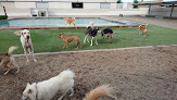 Pet boarding services The Furshire Social Club For Dogs & Cats in Peoria in Arizona