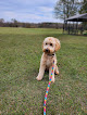 Pet boarding services The Grande Pawlace in Enterprise in Alabama