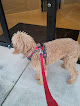 Pet boarding services The Griffindore Dog Retreat in McDonough in GA