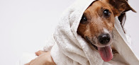 Pet boarding services The Groom Room in Rose Hill in Kansas