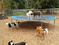 Pet boarding services The Hideout Pups in Duvall in Washington