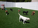 Pet boarding services The Island Pawplex in Charleston in South Carolina