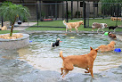 Pet boarding services The Lodge in Thonotosassa in FL