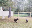 Pet boarding services The Lucky Pet, Llc in Denham Springs in Louisiana