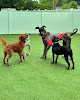 Pet boarding services The Madison Dog Resort & Spa in Brick Township in NJ