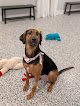 Pet boarding services The Noble Nose Canine Boarding in Greenwood in Louisiana