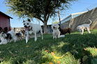 Pet boarding services The Pack House in Riverside in California