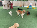 Pet boarding services The Pampered Pooch Pet Resort in Brentwood in Williamson