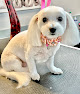 Pet boarding services The Pampered Pooch Pet Spa & Resort in Nashville in Davidson