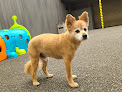 Pet boarding services The Pawington in South San Francisco in California
