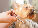 Pet boarding services The Pet Corner - Grooming, Boarding, Day Care & More in San Juan in Puerto Rico