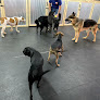 Pet boarding services The Pet Resort in Glasgow in Kentucky