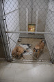 Pet boarding services The Pet Resort in Valparaiso in Indiana