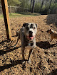 Pet boarding services The Pet Resorts in Cumming in GA