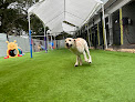 Pet boarding services The Pet Wagon Melbourne in Melbourne in Florida