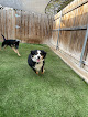 Pet boarding services The Prancing Puppy Inn in Weatherford in Parker