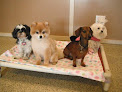 Pet boarding services The Puppy Lounge For Little Dogs in South Salt Lake in Utah