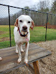 Pet boarding services The Red Barn Inn in Kennebunk in Maine