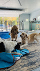 Pet boarding services The Ridge Pet Resort in Oskaloosa in KS