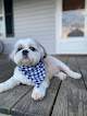 Pet boarding services The Ruff House in Cullman in Alabama