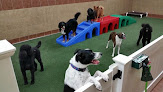 Pet boarding services The Ultimate Pet Lodge Llc in Lyman in SC
