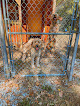 Pet boarding services The V.i.p. K9 Facility in Yorktown in Indiana