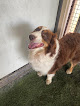 Pet boarding services The Waggin' Ranch in Conway in Arkansas
