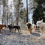 Pet boarding services Three Dog Ranch in Whitefish in MT