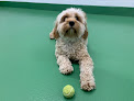 Pet boarding services Throw Me A Bone Inc. / Dog Daycare, Grooming And Boarding in Brooklyn in Kings