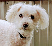 Pet boarding services Time For Paws Llc in Arkadelphia in Arkansas