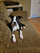 Pet boarding services Tiny Paws Boarding in Thibodaux in Louisiana