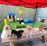 Pet boarding services Tiny Paws Doggy Daycare 