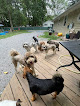 Pet boarding services Tiny Paws Resort. Llc in White House in Tennessee