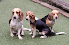 Pet boarding services Tlc Pet Haven in Sutton in MA