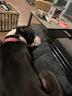 Pet boarding services Tonya's Puppy Palace in Indianapolis in Indiana