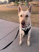 Pet boarding services Top Dog Boarding And Training in Gilbert in Arizona