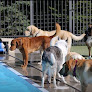 Pet boarding services Top Dog Country Club in New Germany in MN