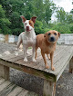 Pet boarding services Top Dog Country Club in Augusta in Maine