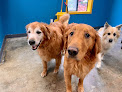 Pet boarding services Top Dog Daycare in Tumwater in WA