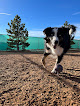 Pet boarding services Top Dog Pet Resort in Santa Fe in NM