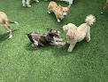 Pet boarding services Top Dogs Club in Long Island City in Queens