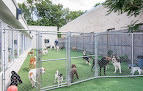 Pet boarding services Toureen Pet Resort And Spa in Watertown in Massachusetts