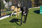 Pet boarding services Town & Country Pet Care Center in Langhorne in Pennsylvania