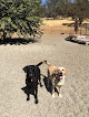 Pet boarding services Town & Country Pet Resort in Campo Seco in CA