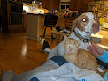Pet boarding services Town & Country Veterinary in Maysville in Kentucky