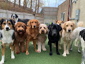 Pet boarding services Town Dog Daycare & Grooming Salon in Andover in Andover