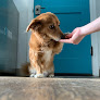 Pet boarding services Townhouse Pet Care in Portland in Oregon