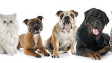 Pet boarding services Towson Veterinary Hospital Inc in Towson in Maryland